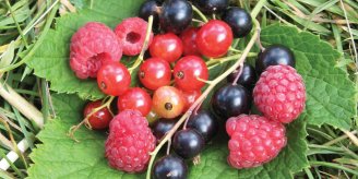 Couverture du Guide Produire des petits fruits biologiques