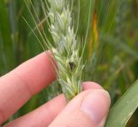 Epié, carie du blé, floraison, grain ouvert à l'ongle copyright Laetitia Fourrié