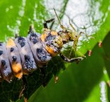 Photo d'une larve de coccinelle et de sa proie