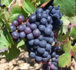 Photo d'une vigne, zoomée sur une grappe de raisin