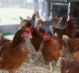 Photo de poules pondeuses en bâtiment sur litière paille