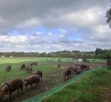 Photo de porcs charcutiers en plein-air