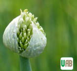 Allium fistulosum