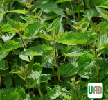 Ortie - Urtica - UAB