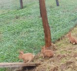 Photo d'un élevage de lapins biologiques