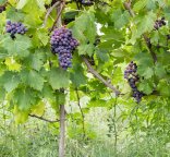 Photo viticulture