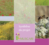 Couverture de la plaquette "Muscari - Synthèse du projet"