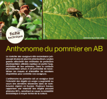 Fiche technique : Anthonome du pommier en AB
