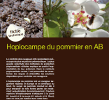 Fiche technique : Hoplocampe du pommier en AB