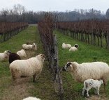 Photo viti-pastoralisme - Copyright Paul-Armel Salaun, ITAB