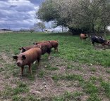 Parcours pour porcins