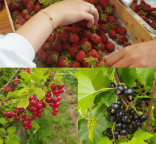 Photo de petits fruits (fraise, groseilles et cassis)