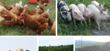 Photo combinée poules, porcs, vache, brebis et agroforesterie