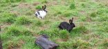 Photo de lapins en plein air à l'herbe