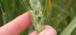 Epié, carie du blé, floraison, grain ouvert à l'ongle copyright Laetitia Fourrié