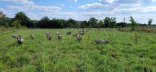 Photo de porcs charcutiers au pâturage