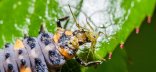 Photo d'une larve de coccinelle et de sa proie