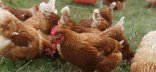 Poules en exploration sur parcours