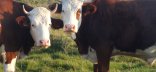 Vaches laitières de race Montbéliarde au paturage