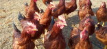 Photo poules