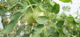 Photo d'un plant de tomate en croissance avec fruits