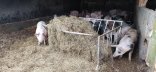 Porcs au râtelier rempli d'enrubannage