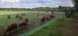 Photo de porcs charcutiers en plein-air