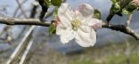 Fleur de pommier à Gotheron, Drôme - Copyright Frédéric Rey, ITAB
