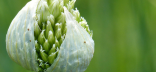 Allium fistulosum
