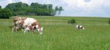 Photo d'une vache et de son veau au pâturage, troupeau laitier