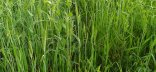 Photo couvert pour fourrage Pois Triticale Avoine Gers 2025 8 - Crédit Êva Lacarce.jpg