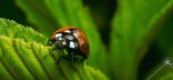 Visuel Séminaire 'Plantes de service pour la régulation des bioagresseurs', organisé par le métaprogramme SuMCrop