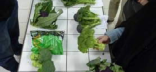 présentation de variétés différentes de brocolis