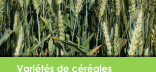 Couverture du memento variétés de céréales en AB 2025