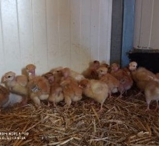 Poulettes de 5 jours dans leur bâtiment