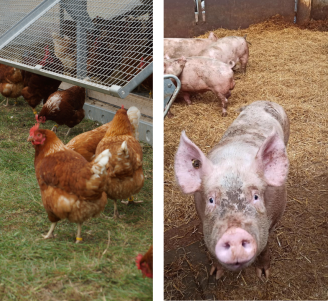 Photo illustrant le projet SATELITE sur la biosécurité en Porcs et Volailles