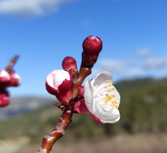Fleur d'abricotier