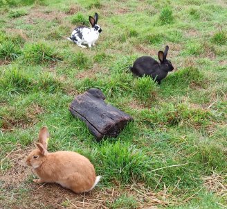 Photo de lapins en plein air à l'herbe