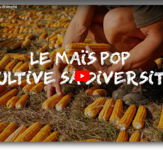 Vidéo - Covalience : le mais pop cultive sa diversité