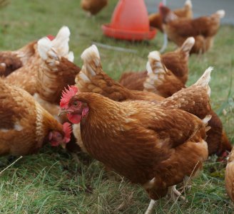 Poules sur parcours