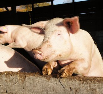 Porcs à l'engraissement
