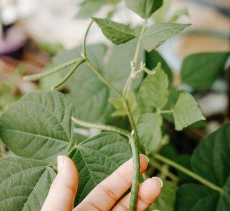 photo haricot vert projet SEMAVIE