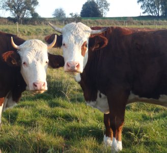 Vaches laitières de race Montbéliarde au paturage