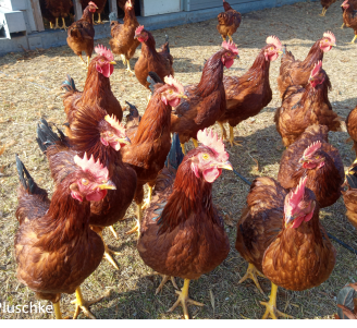 Photo poules
