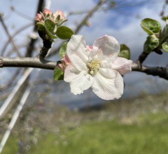 Fleur de pommier à Gotheron, Drôme - Copyright Frédéric Rey, ITAB