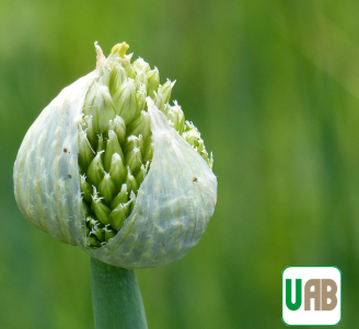 Allium fistulosum