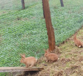 Photo d'un élevage de lapins biologiques