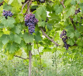 Photo viticulture