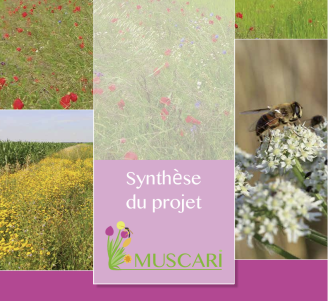 Couverture de la plaquette "Muscari - Synthèse du projet"