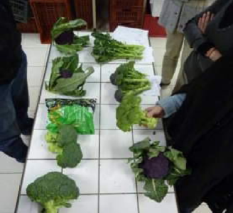 présentation de variétés différentes de brocolis
